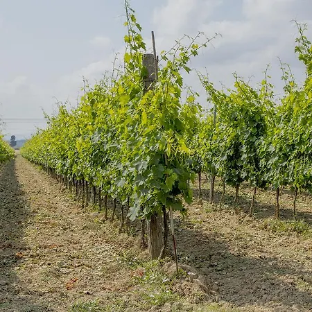 Agriturismo Elisina Bauernhof Fauglia